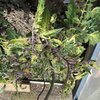 Tomates - Haut qui jaunit, tiges rose-pourpre