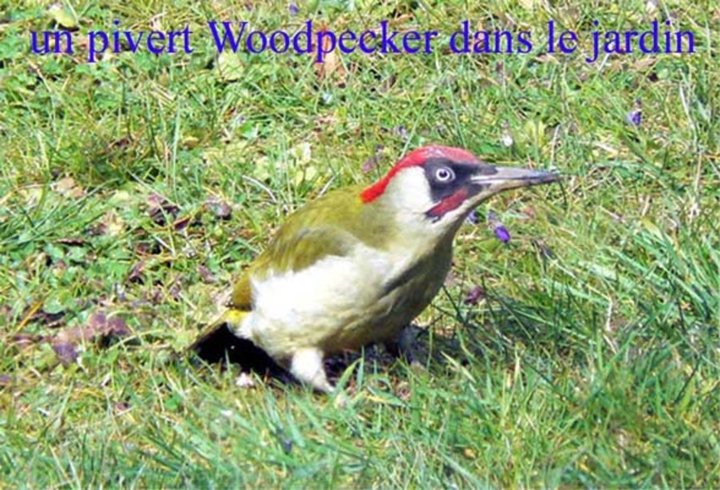 Woodpecker