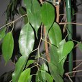 Ficus benjamina - Figuier pleureur