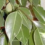 Ficus benjamina - Figuier pleureur