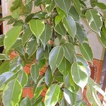 Ficus benjamina - Figuier pleureur