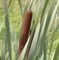 Massette - Typha