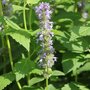 Agastache 'Blue Fortune'