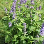 Agastache 'Blue Fortune'