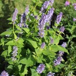 Agastache 'Blue Fortune'