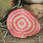 Betterave 'Tondi di Chioggia'