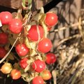 Morelle de Balbis - Solanum sisymbrifolium