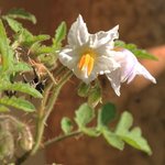 Morelle de Balbis - Solanum sisymbrifolium