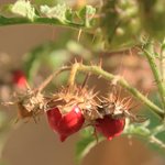 Morelle de Balbis - Solanum sisymbrifolium