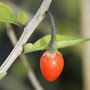 Goji - Lycium barbarum