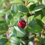 Airelle rouge - Vaccinium vitis-idaea