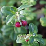 Airelle rouge - Vaccinium vitis-idaea