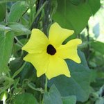 Thunbergia alata - Suzanne aux yeux noirs