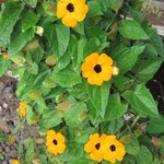 Thunbergia alata - Suzanne aux yeux noirs