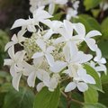 Hydrangea paniculata Great Star 'Le Vasterival'