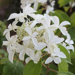 Hydrangea paniculata Great Star 'Le Vasterival'