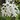 Hydrangea paniculata Great Star 'Le Vasterival'