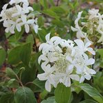 Hydrangea paniculata Great Star 'Le Vasterival'