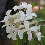 Hydrangea paniculata Great Star 'Le Vasterival'