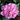 Hortensia macrophylla  'Sweet Fantasy' - Hydrangea