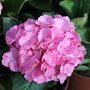 Hortensia macrophylla  'Sweet Fantasy' - Hydrangea