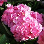 Hortensia macrophylla  'Sweet Fantasy' - Hydrangea