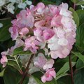 Hydrangea paniculata 'Sundae Fraise'