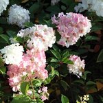 Hydrangea paniculata 'Sundae Fraise'