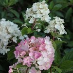 Hydrangea paniculata 'Sundae Fraise'