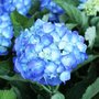 Hortensia macrophylla 'Renate Steiniger'