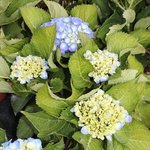 Hortensia macrophylla 'Renate Steiniger'