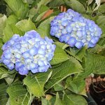 Hortensia macrophylla 'Renate Steiniger'