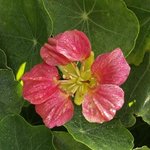 Capucine - Tropaeolum