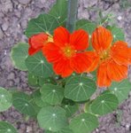 Capucine - Tropaeolum