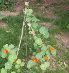 Capucine - Tropaeolum