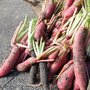 Radis rose d'hiver de Chine - Raphanus niger  