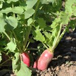 Radis rose d'hiver de Chine - Raphanus niger  