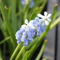 Muscari 'Mount Hood'