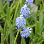 Muscari 'Mount Hood'