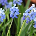 Muscari 'Mount Hood'