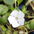 Petite pervenche blanche - Vinca minor 'Alba'