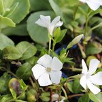 Petite pervenche blanche - Vinca minor 'Alba'