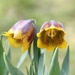 Fritillaria michailovskyi - Fritillaire