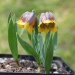 Fritillaria michailovskyi - Fritillaire