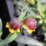 Fritillaria michailovskyi - Fritillaire