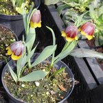 Fritillaria michailovskyi - Fritillaire