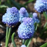 Muscari azureum