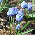 Muscari azureum