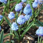 Muscari azureum