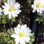 Anemona blanda 'White Splendor' - Anémone de Grèce